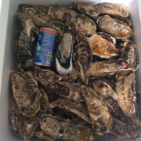 バラ牡蠣 生食用 食べ放題向け 10kg(65個…