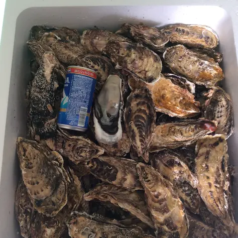 バラ牡蠣 生食用　食べ放題向け 7kg 45個く…