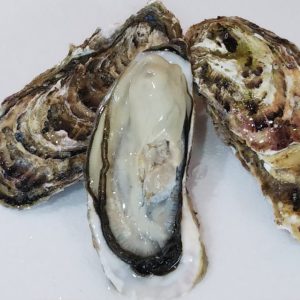 秀峰牡蠣　生食用　大　５ｋｇ（２５個くらい）