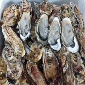 バラ牡蠣 生食用　５kg　 ３５個くらい　代引き…