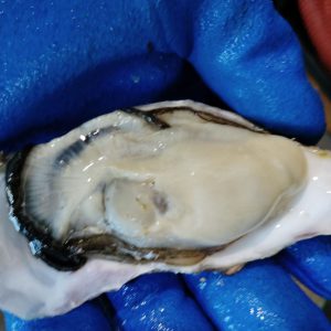 バラ牡蠣 生食用　５kg　 ３５個くらい　代引き…