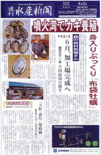 噴火湾でカキ養殖